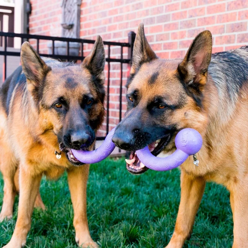 KONG Ogee Stick – Flexibles Apportierspielzeug für Hunde | schwimmfähig & zahnschonend | 30 & 38 cm