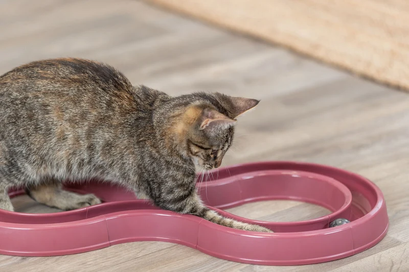 Beschäftigungsspiel Flashing Ball Race für Katzen, beliebig steckbar