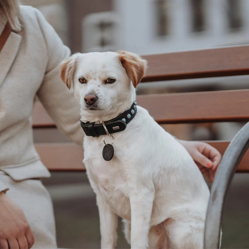 Hundehalsband Modica aus Leder
