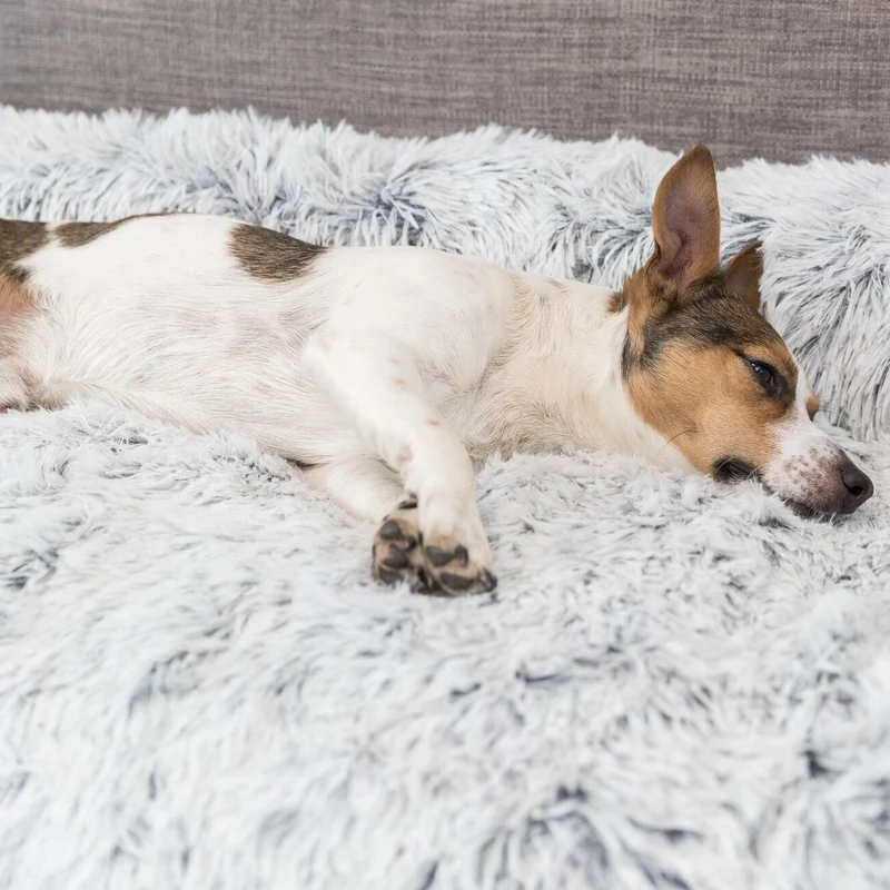 Polster-Schondecke Harvey für Hunde
