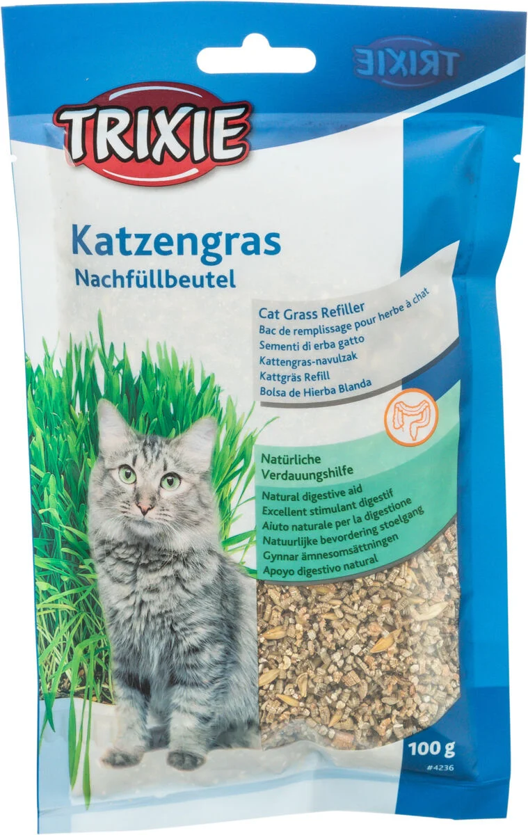 Katzengras