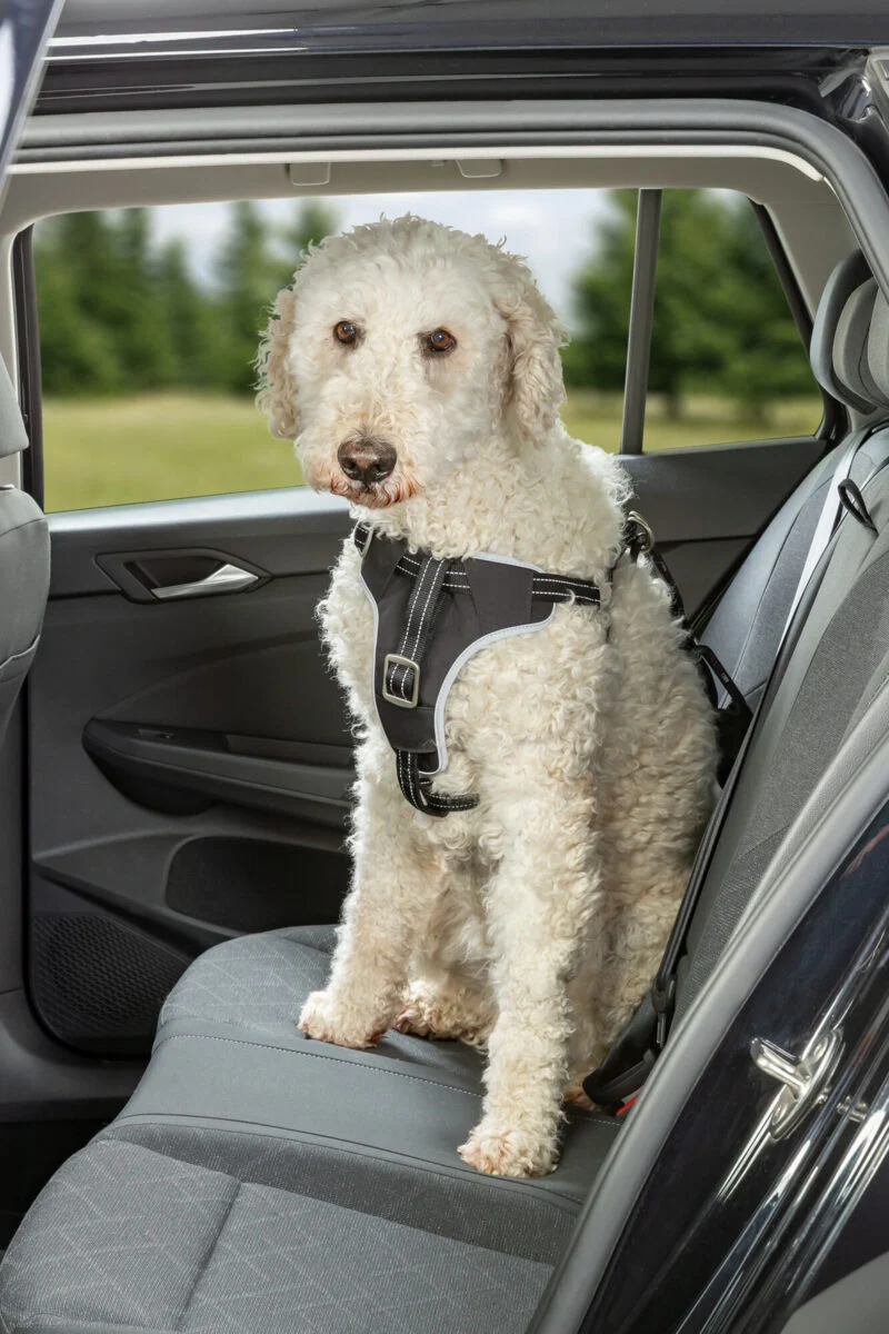 Hundeautogeschirr Comfort zur Sicherung auf Brusthöhe, mit Polsterung
