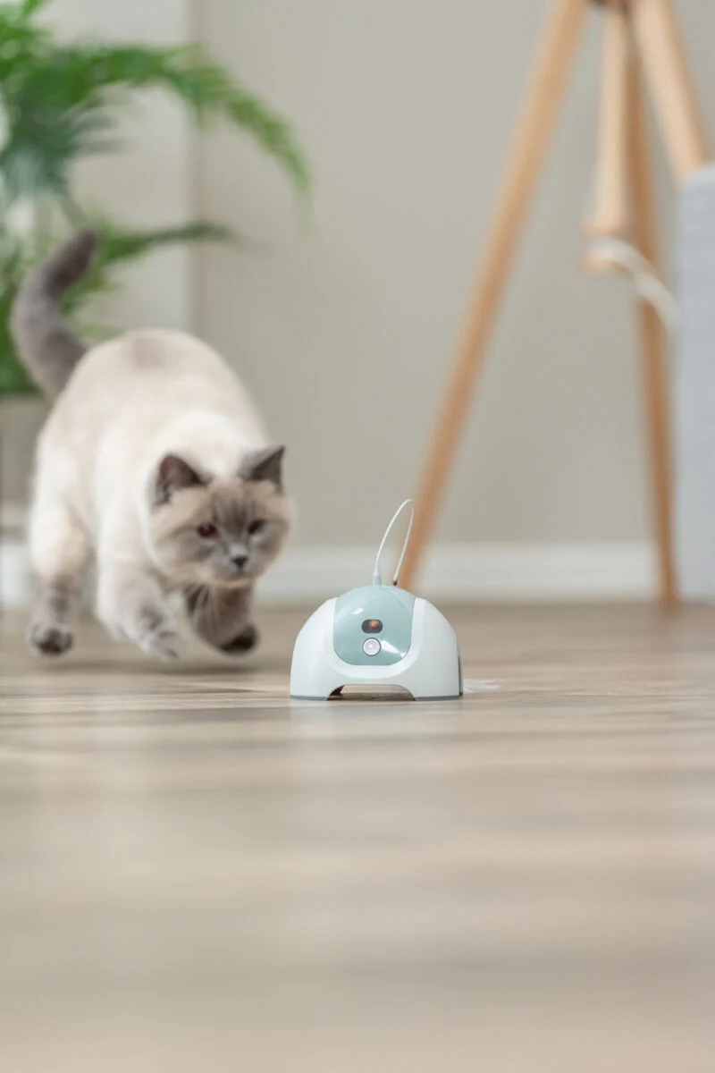 automatische Spielangel für Katzen mit Fernbedienung