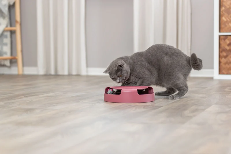 Katzenstrategiespiel Catch the Mouse
