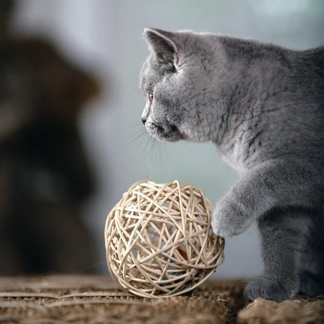 Katzenball Fang die Maus