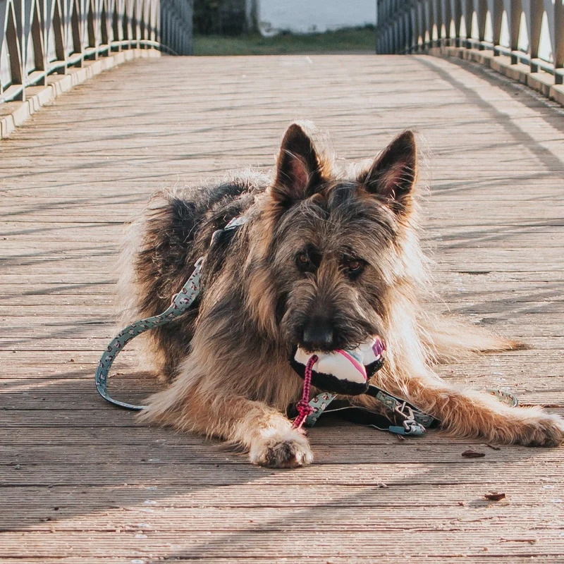 Snuggles Hundespielzeug