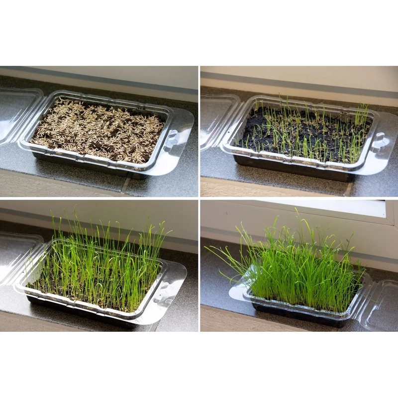 Katzengras Vital Bio