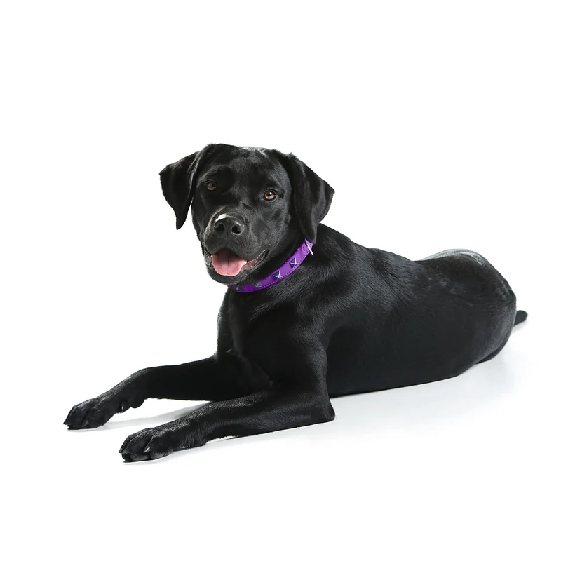 Hunter Hundehalsband Softie Kunstleder