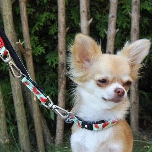 Max & Molly Smart ID Hundehalsband Watermelon