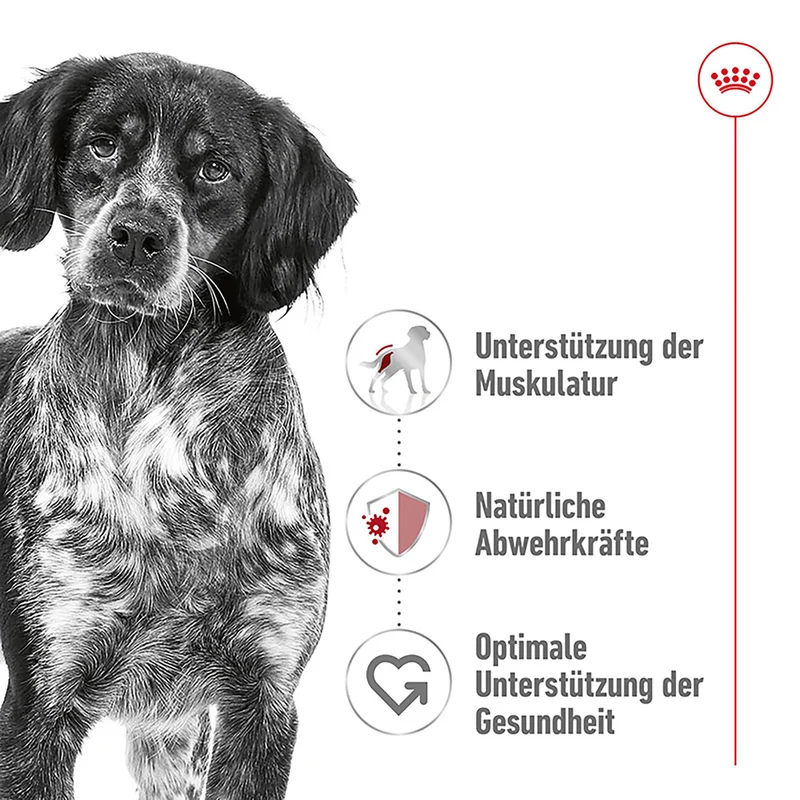 Royal Canin Medium Adult Trockenfutter für mittelgroße Hunde