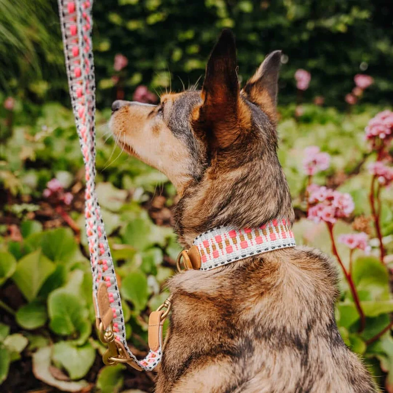 Sparset: Halsband & Leine in Pink/Beige