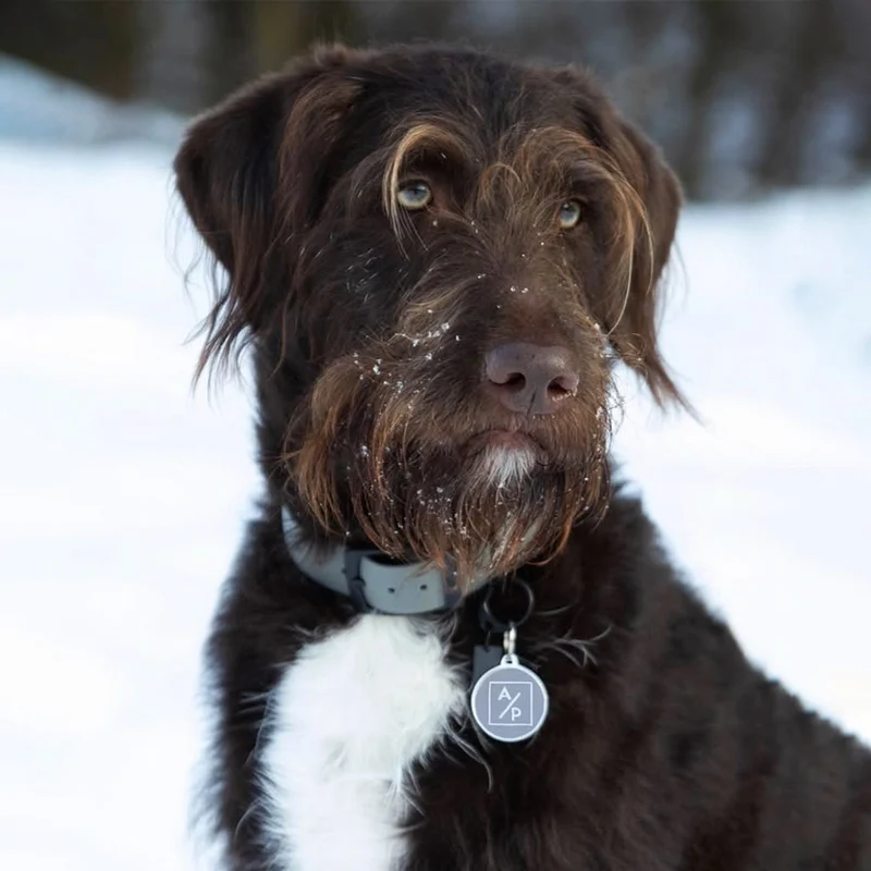 Hundemarke personalisiert "ADOPTIEREN STATT PRODUZIEREN"
