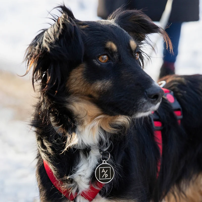 Hundemarke personalisiert "ADOPTIEREN STATT PRODUZIEREN"