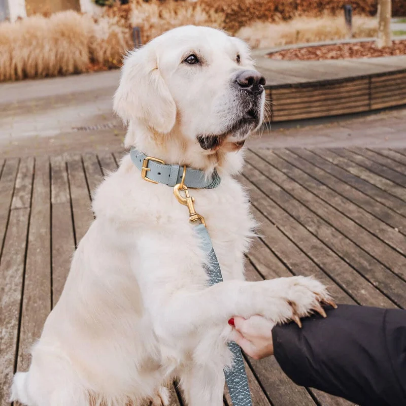 Hundehalsband – Anthrazit/Eisblau – Kollektion Très Chic Hey Lana