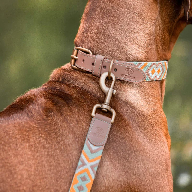Hundehalsband – Mint/Orange – Kollektion Très Chic Hey Lana