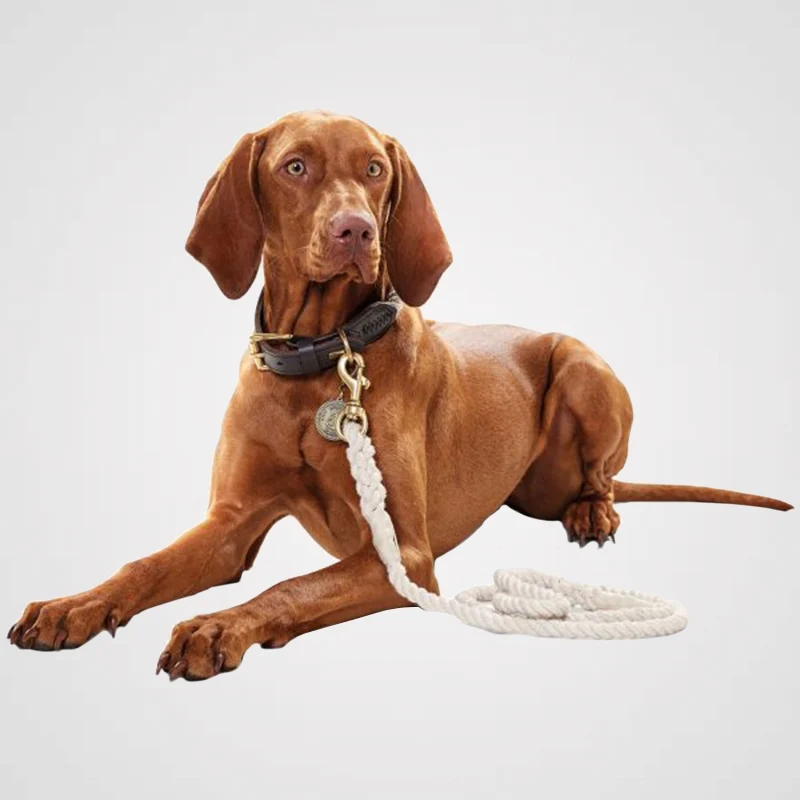 HUNTER - List mit Leder | Hundehalsband