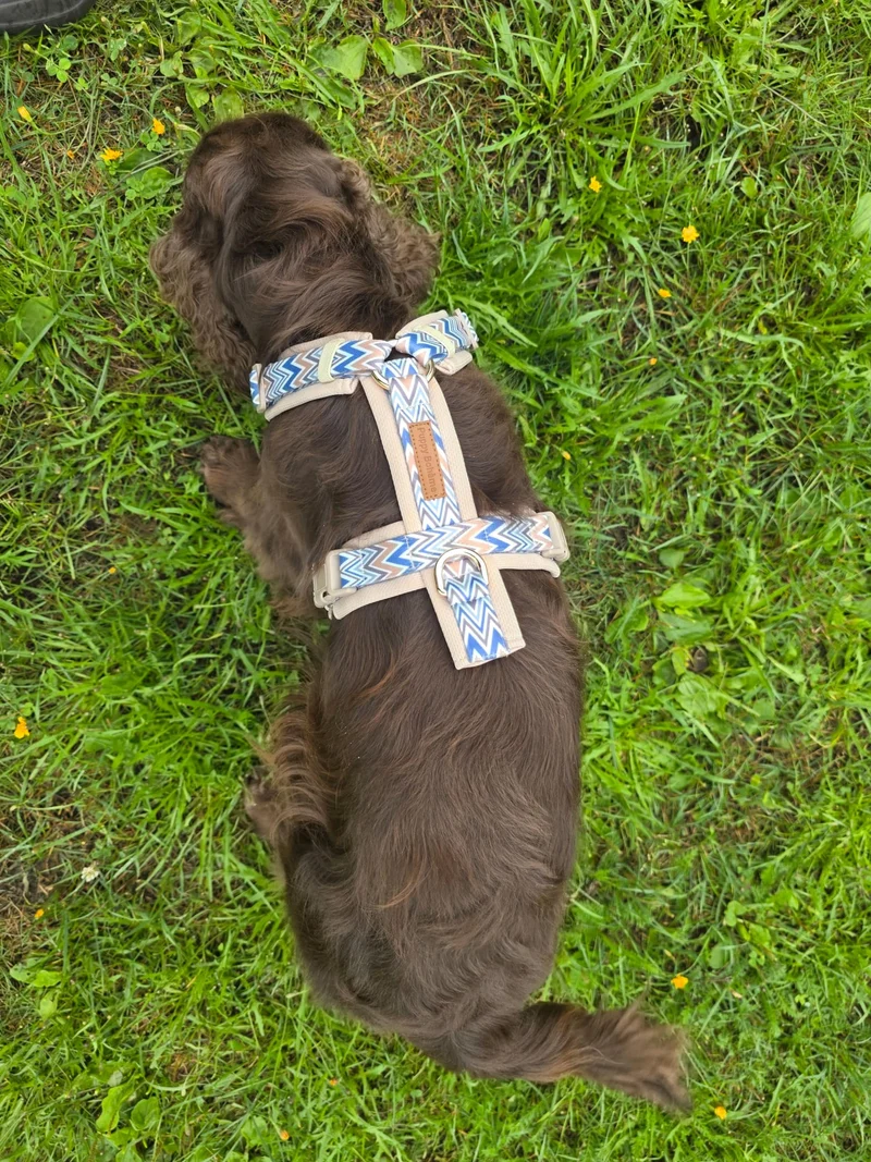 Ziggy Latte Y-Geschirr – Leicht & Sanft für Sensible Hunde