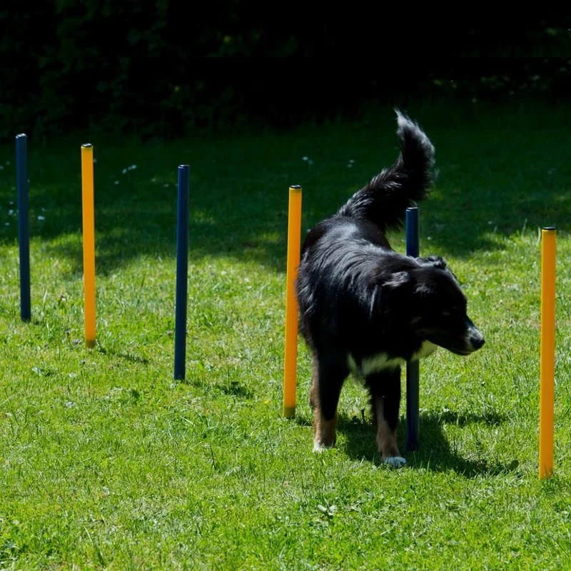 Agility Starter-Trainingsset 9-teilig