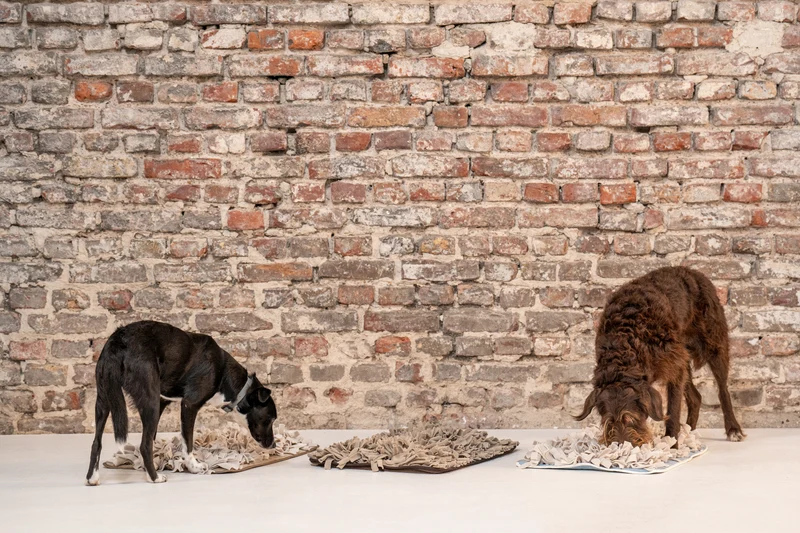 Schnüffelteppich für Hunde