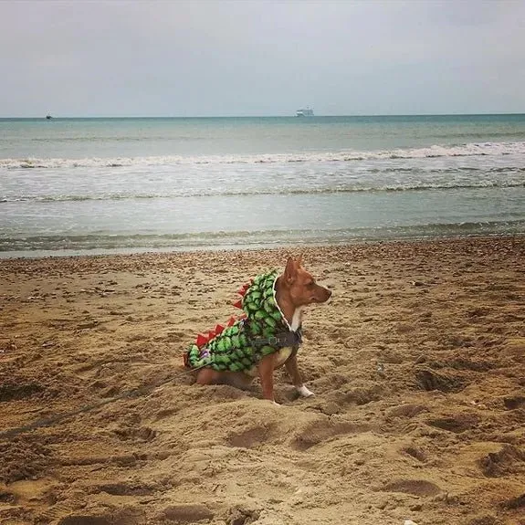 Handgefertigter Hunde-Dinosaurier-Flauschmantel