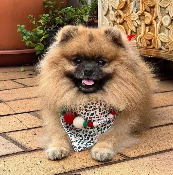 Pompon-Halsband „Christmas Edition“ – handgefertigt & festlich