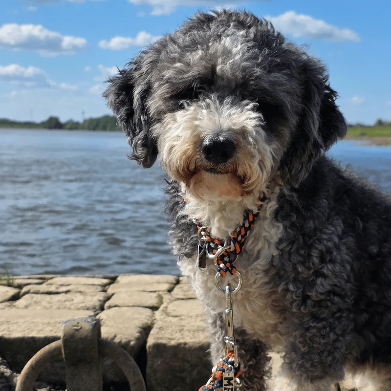 Hundehalsband Tauwerk Dunkelblau-Orange