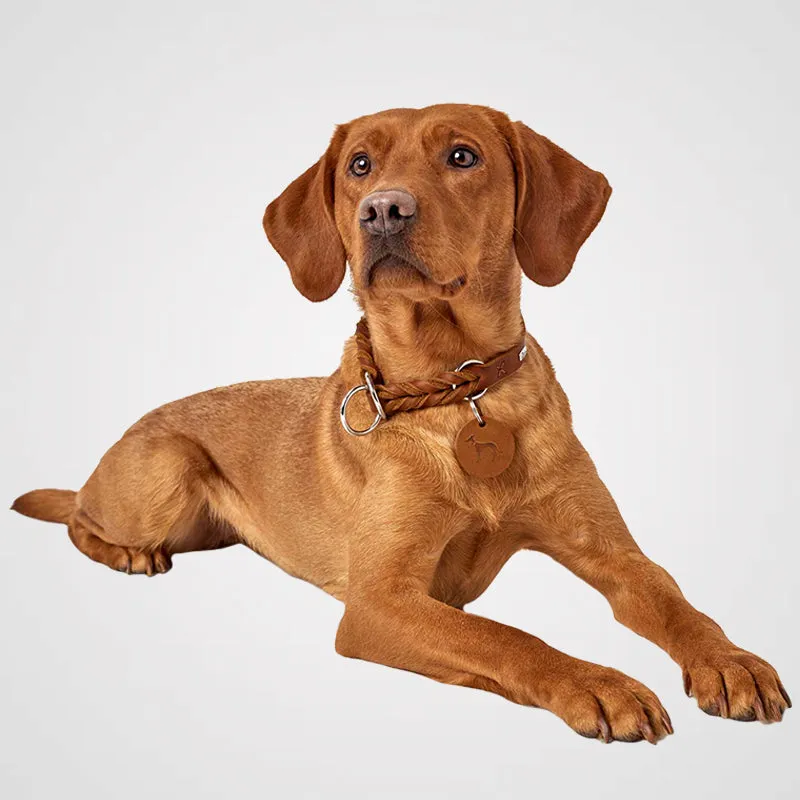 HUNTER - Solid Education | Hundehalsband mit Zugstopp