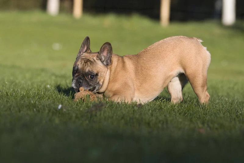Eddie Eichhorn – Zahnpflegendes Hundespielzeug handgemacht Baumwolle