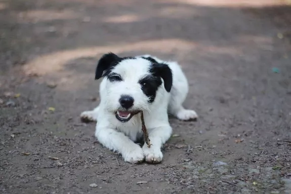 Straußenschlundfleisch für Hunde – 100 % Strauß, in Deutschland hergestellt