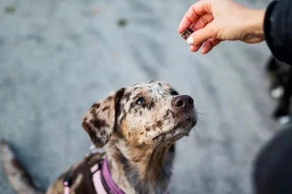 Natürliche Kaninchenwürfel für Hunde – gesunde Belohnung aus 100 % Fleisch