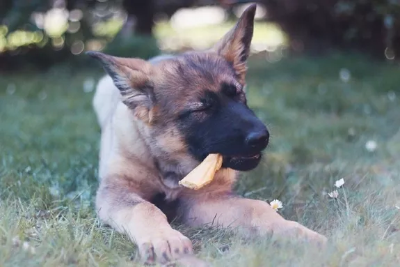 Getrocknete Hirschhaut für Hunde – 100 % Natur & ohne Zusätze