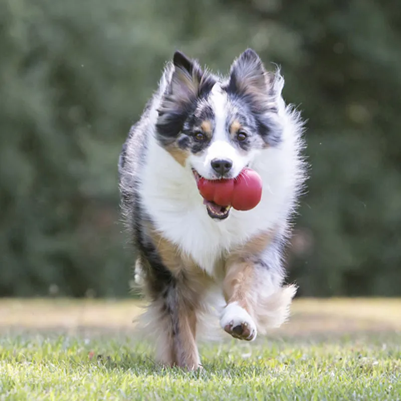 KONG - Classic | Der springende Snackball für Deinen Hund