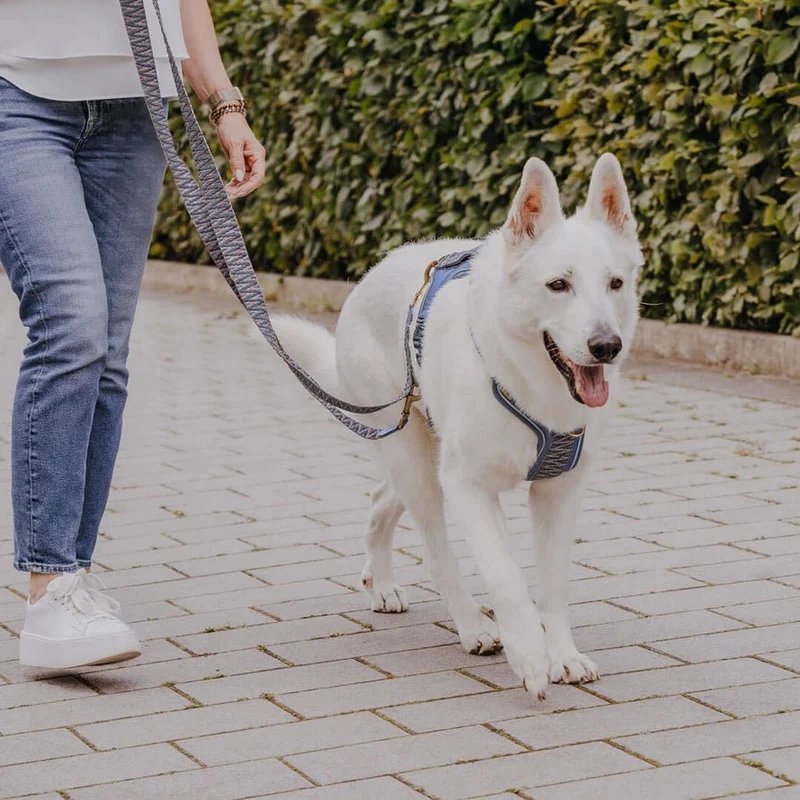 Führleine Blau/Grau – Verstellbar – Kollektion Très Chic