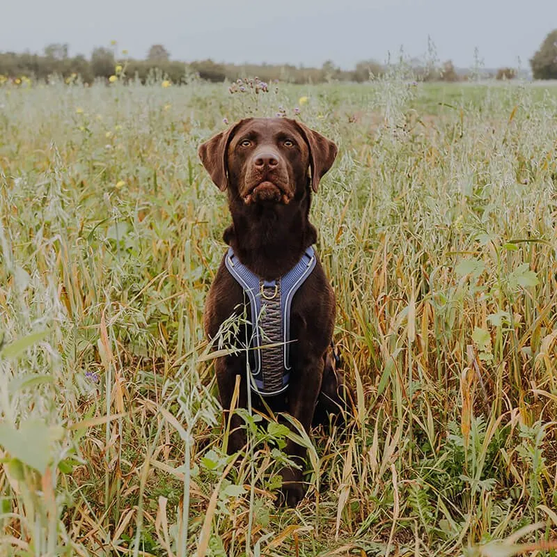 Hundegeschirr – Dunkelblau/Grau – verstellbar & gepolstert