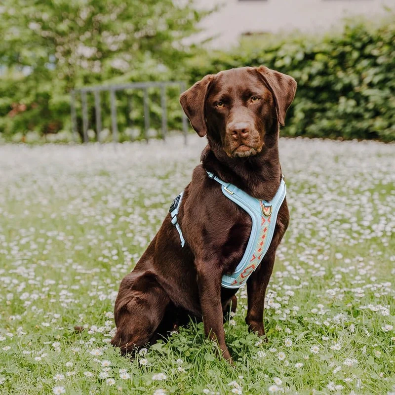 Hundegeschirr – Coral/Hellblau – Kollektion Très Chic von Hey Lana