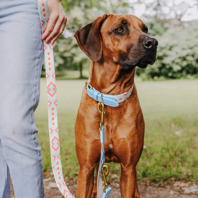 Premium Hundehalsband gepolstert Coral/Blau