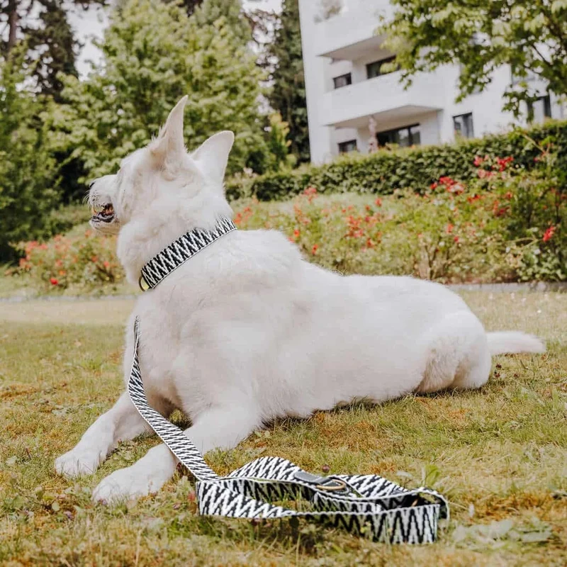 Hundehalsband – Schwarz/Weiß – Très Chic Kollektion von HeyLana
