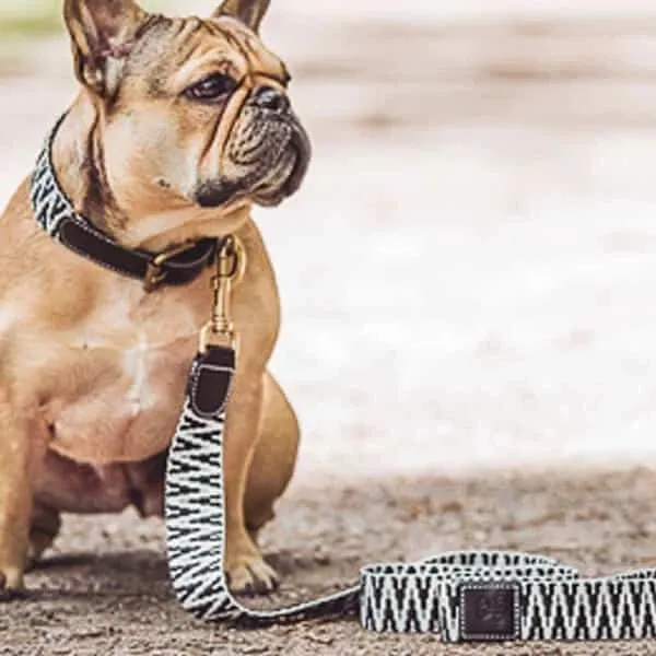Hundehalsband – Schwarz/Weiß – Très Chic Kollektion von HeyLana