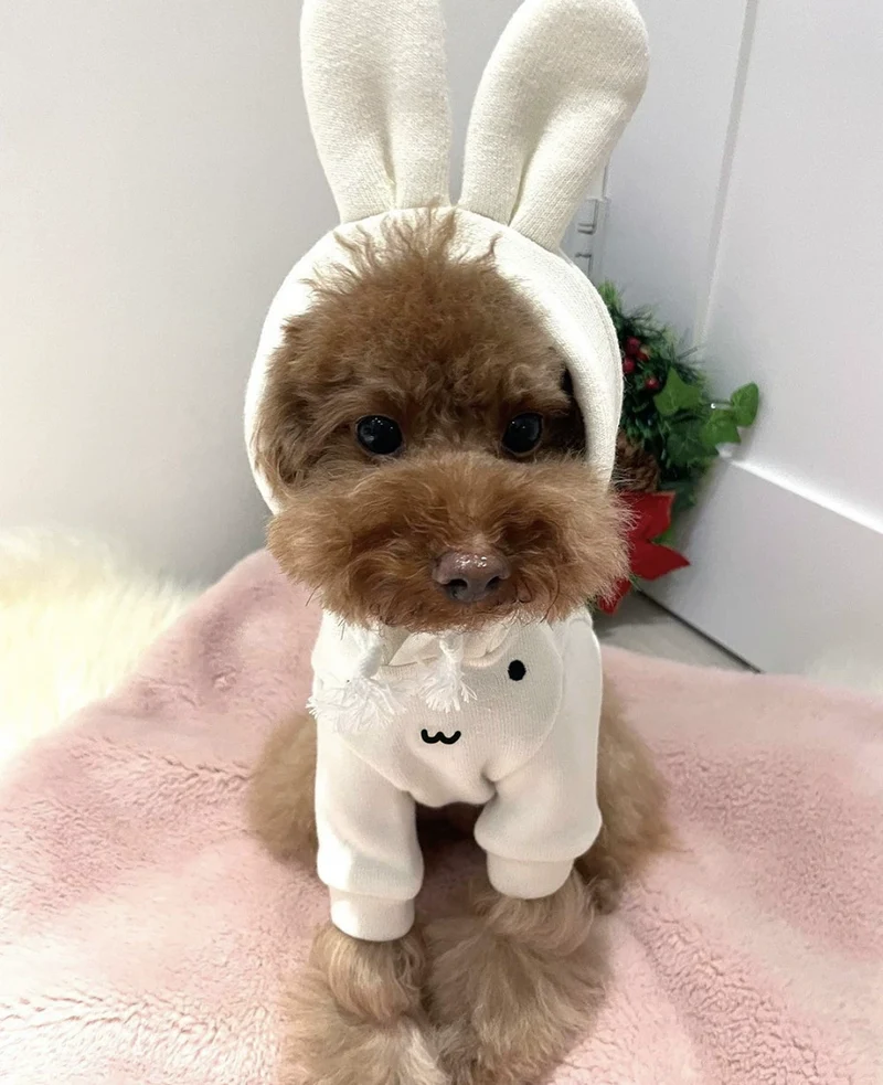 Winter Pet Cat and Dog Ins Cute Rabbit Bear Ears Hoodie Velvet Thickened Soft Glutinous Warmth Retention Material Sweater