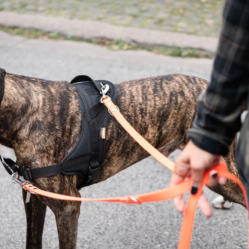 Hundegeschirr Ausbildung