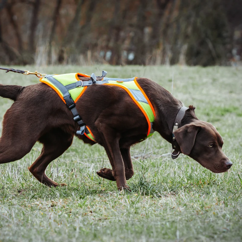 Hundegeschirr Mantrail
