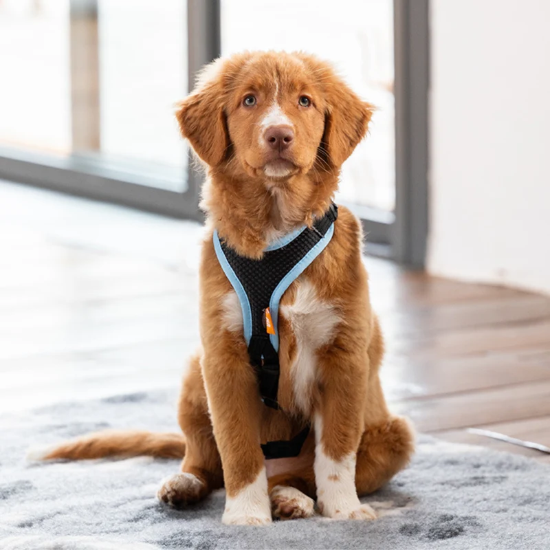 Hundegeschirr Vary Welpe