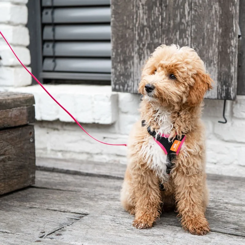 Hundegeschirr Vary Welpe