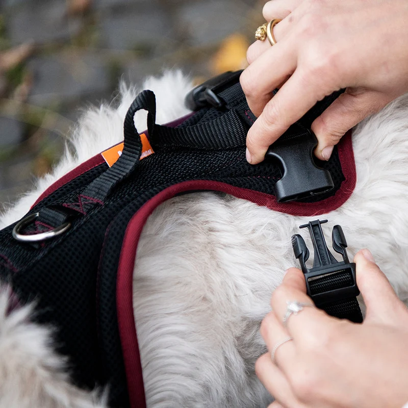 Hundegeschirr Standard