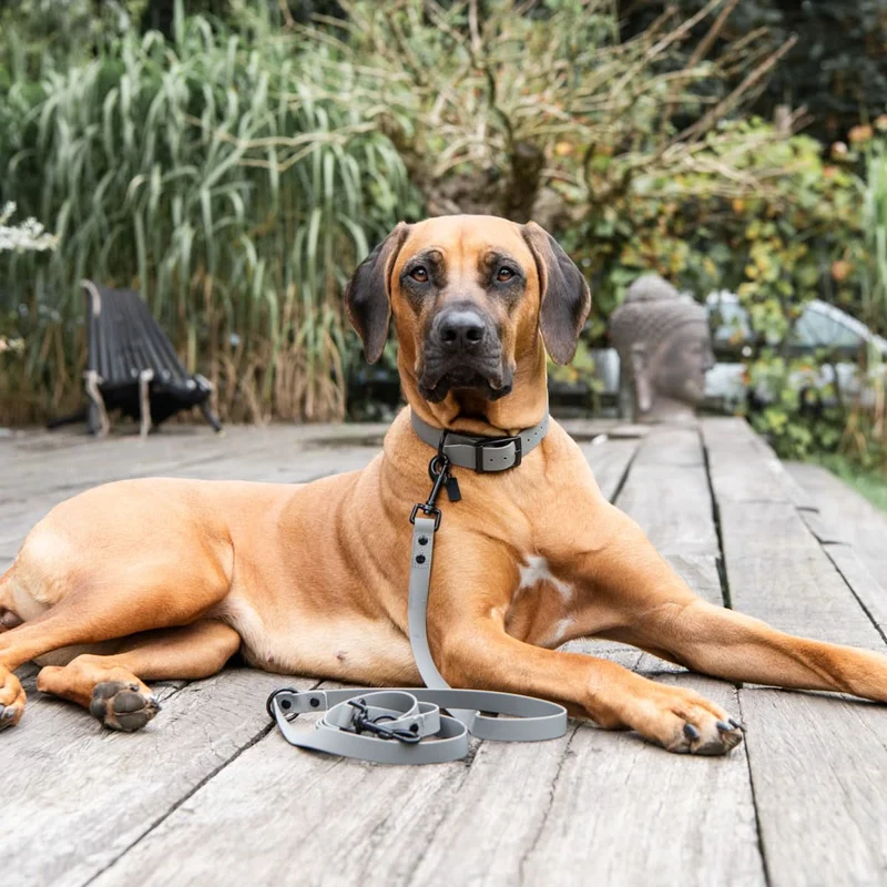 Hundehalsband SoftVinyl Platingrau
