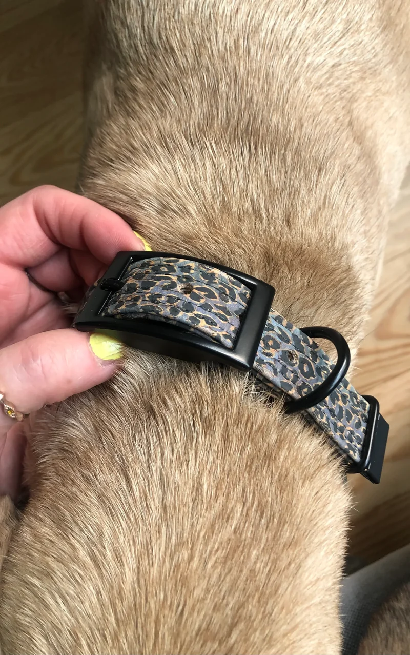 Hundehalsband mit Dornschnalle | Korkleder | Robust & Vegan | Leo blau/schwarz