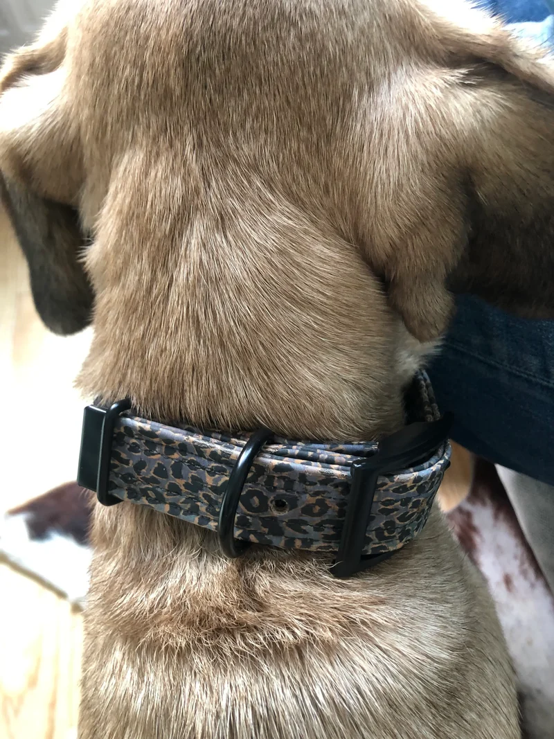 Hundehalsband mit Dornschnalle | Korkleder | Robust & Vegan | Leo blau/schwarz