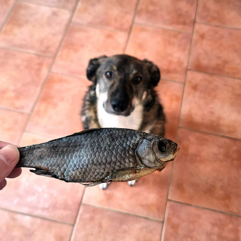 Karausche
