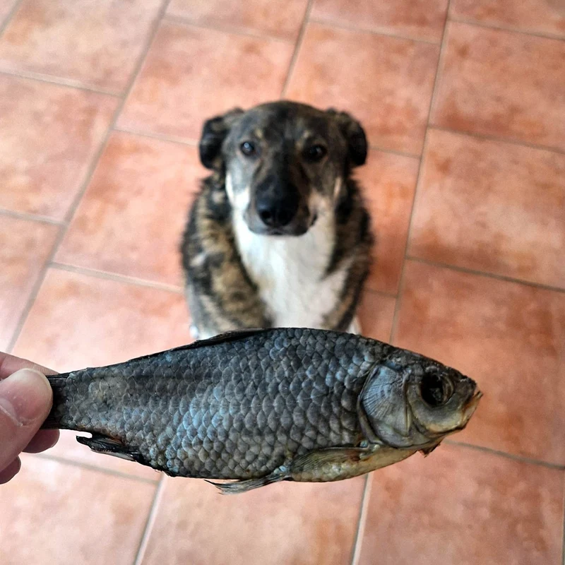 Karausche