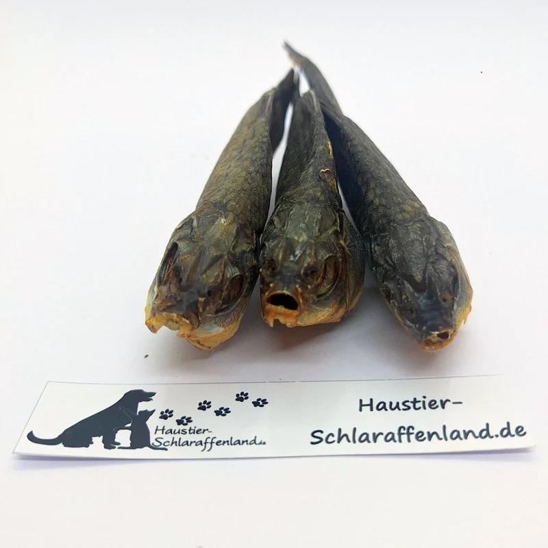 Karausche